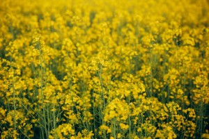 778 300x200 Перспективы выращивания озимого рапса и критерии выбора продуктивного гибрида